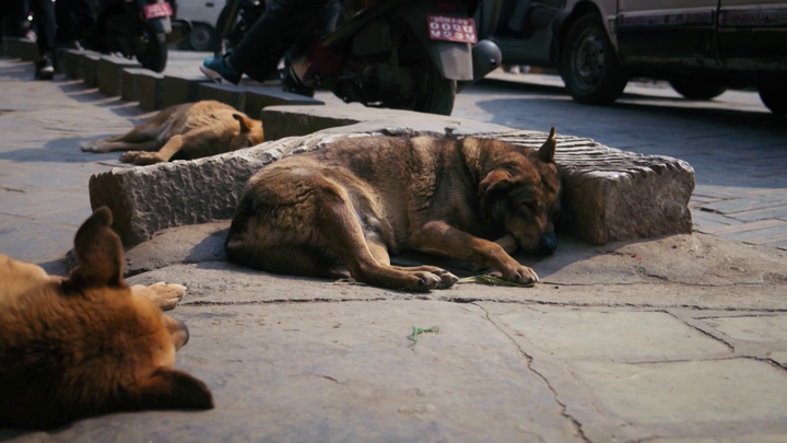 Dve tváre sveta - túlavé psy